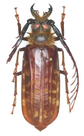 Anthracocentrus arabicus